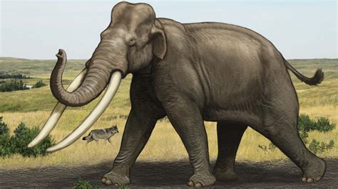 Modern elephant species genetically distinct, though ancient ancestors interbred | CTV News