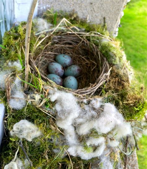 Mistle Thrush Nest - Sam's Bird Blog