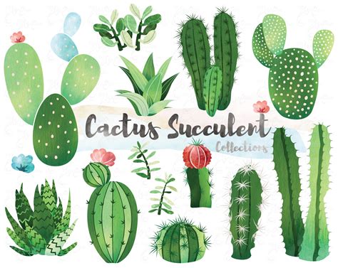 Watercolor Cactus Cactus Clipart Succulent Clipart Cacti | Etsy