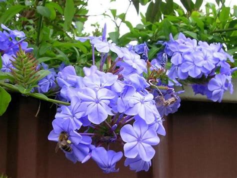 How to Care for Your Plumbago Auriculata | Dengarden