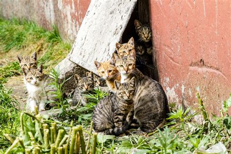 Should You Care for Your Neighborhood Feral Cat Colony? - Catster