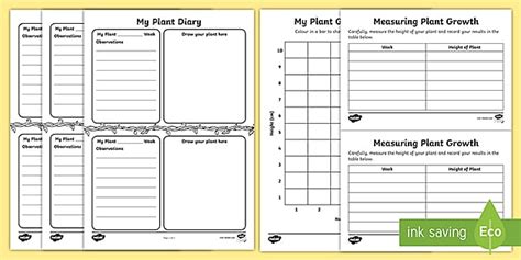 Measuring Plants Worksheet and Growth Pack | Twinkl Resource