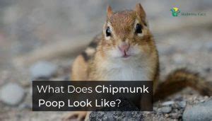 What Does Chipmunk Poop Look Like? | Learn To Be Safe From Diseases