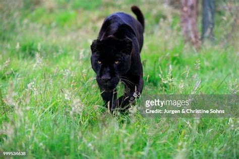 34 Black Panther Stalking Stock Photos, High-Res Pictures, and Images - Getty Images