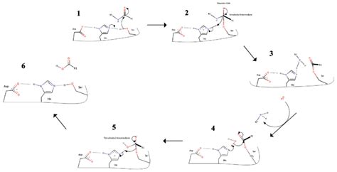 Serine protease enzyme mechanism. | Download Scientific Diagram