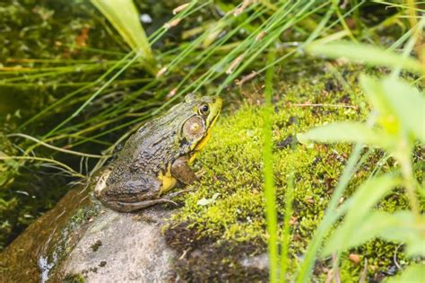 Creating a Frog-Friendly Habitat: Tips and Guidelines