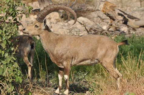 Nubian Ibex with Winding Horns in the Ein Gedi National Park in Israel ...