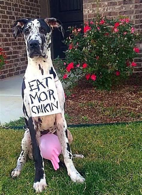 'Eat Mor Chikin' great halloween costume for a black-n-white spotted dog! | Pet halloween ...