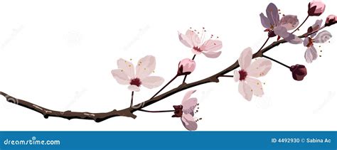 Pink cherry blossom stock vector. Illustration of grunge - 4492930