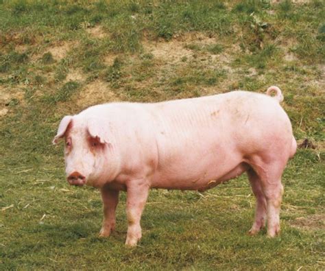 Description Landrace pigs breed, photos, content