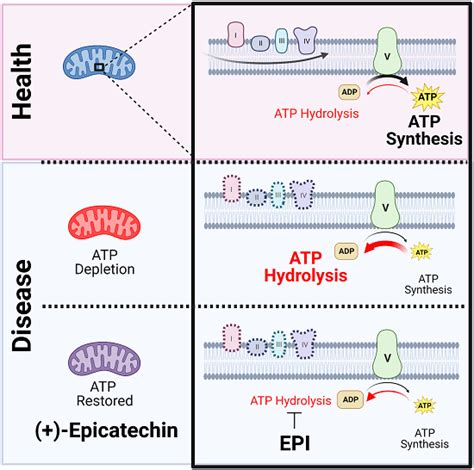 Inhibition of ATP synthase reverse activity restores energy homeostasis ...