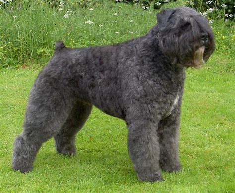 Bouvier Des Flandres Info, Temperament, Puppies, Pictures