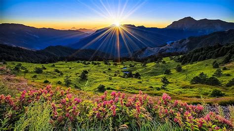 HD wallpaper: Landscape Nature Pink Flowers Green Grass Meadow With Sun Rays Sunrise Desktop ...