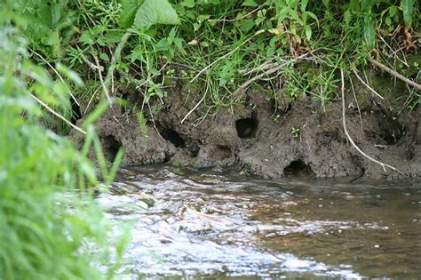 water-vole-burrows-please-credit-E-Thomas- People's Trust for ...