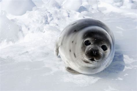 Harp seal beater | Cute seals, Baby seal, Animals