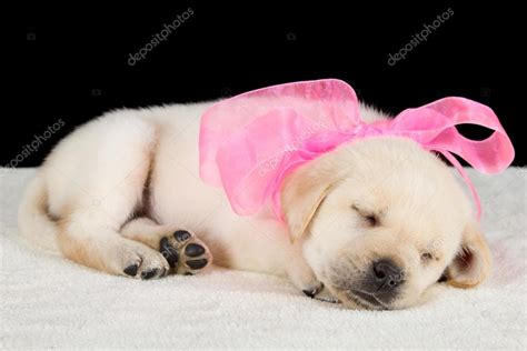 How Much Do Lab Puppies Sleep