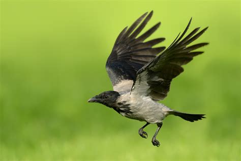 Hooded Crow