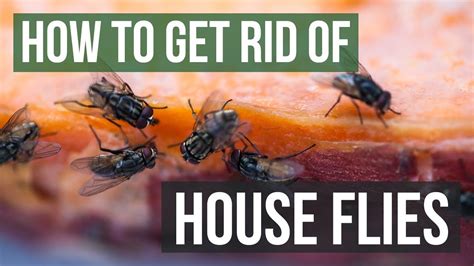 Get Rid Of House Flies Discount | www.aikicai.org