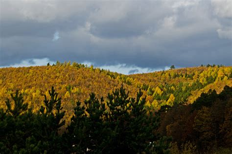 Autumn Forest Free Stock Photo - Public Domain Pictures