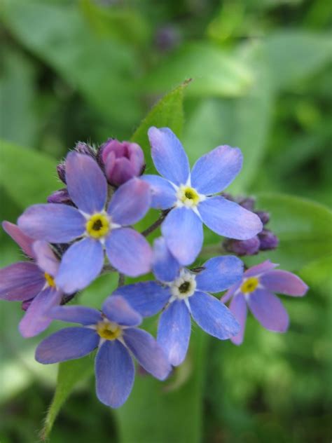 The Tartan Tour: Flowers of Scotland