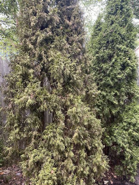 Emerald green arborvitae disease or dying? in the Ask a Question forum ...