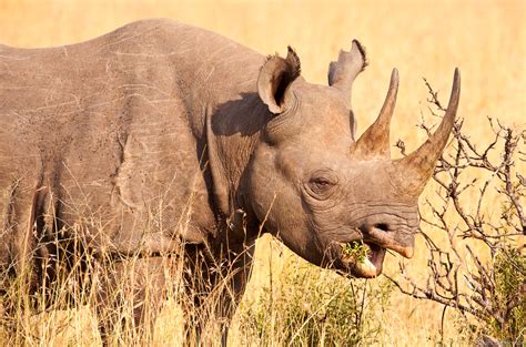 Black Horned Rhino | Masai Mara, Kenya | Grant Ordelheide Photography