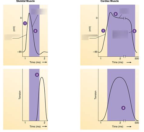 Comparison of Action Potentials in Skeletal and Cardiac Muscle Diagram | Quizlet