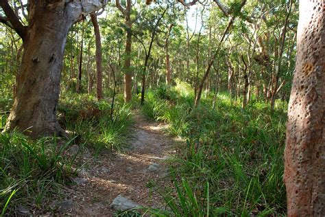 File:Bushland, Royal National Park, The Coast Walk-Australia.jpg - Wikipedia, the free encyclopedia