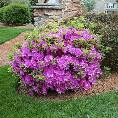 Autumn Royalty® Encore® Azalea Shrub | Azalea shrub, Shrubs, Plants