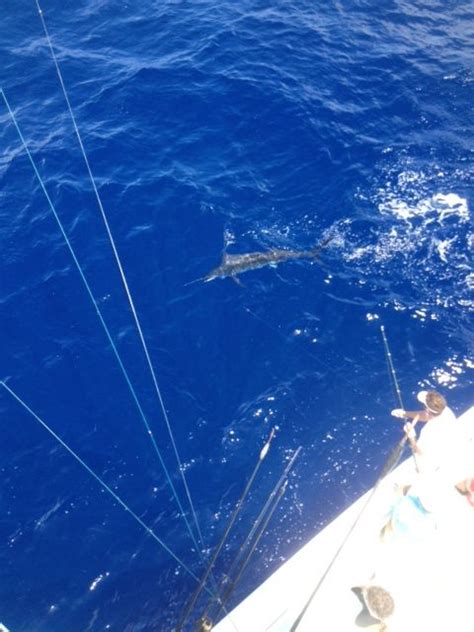 Three trips in a row with Blue Marlin Action - Key West Fishing Charters | Southpaw