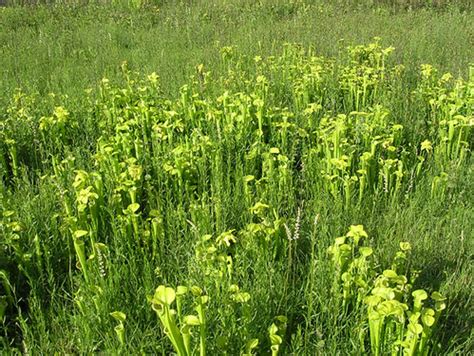 Endangered green pitcher plant (Sarracenia oreophila) | Flickr