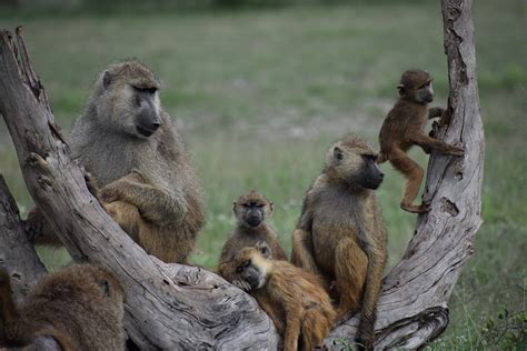 How baboons keep healthy family boundaries