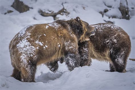 West Yellowstone Grizzly Bears Snow Sony A1 ILCE-1 Fine Art Grizzly ...