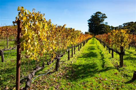 Warmer California Winters May Fuel Grapevine-Killing Pierce’s Disease ...