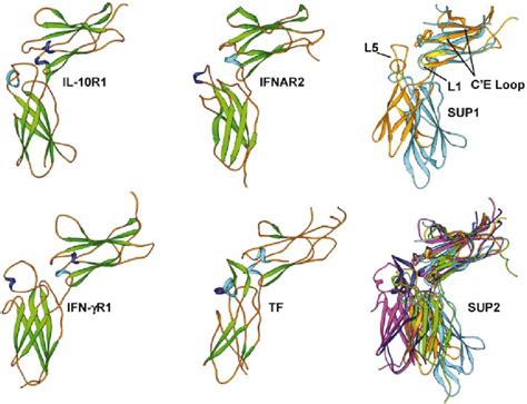 Structural comparison of the Class 2 cytokine receptors. Each receptor ...