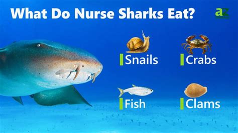 Nurse Shark Teeth: Everything You Need to Know - IMP WORLD