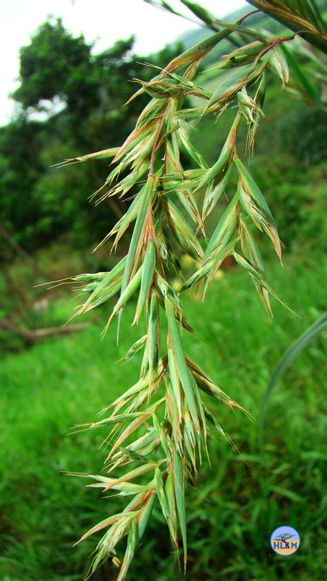 Giant Turpentine Grass African Bluegrass Cymbopogon nardus