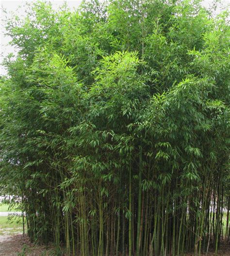 Pyllostachys aurea - Running Bamboo | Bambus pflanzen, Bambus, Pflanzen