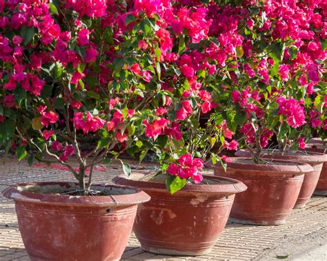 Experts explain how to grow bougainvillea in any climate | Gardeningetc