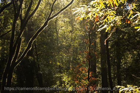 Portola Redwoods State Park – Cameron D. Campbell 康文林