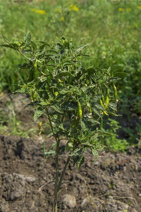 Green organic chili pepper on young plant at farm field, Harvest concept. 4976400 Stock Photo at ...