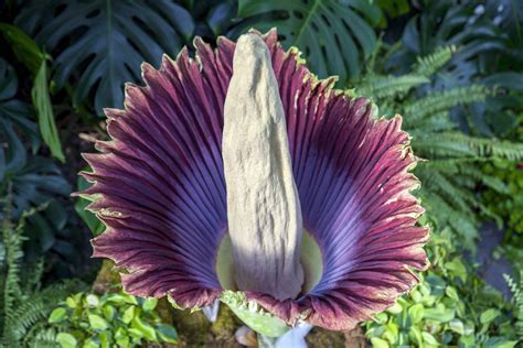 Corpse flower will attract thousands to Toronto’s Zoo – RCI | English