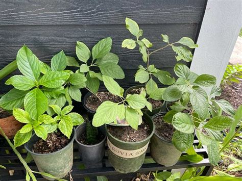 How to Propagate American Beautyberry