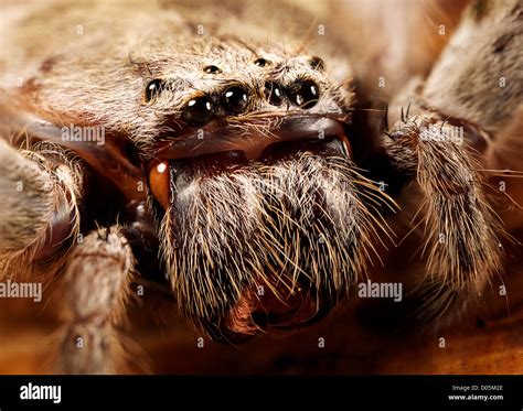 Huntsman spider australia hi-res stock photography and images - Alamy