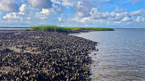 Atlantic and Gulf Coast Oyster Reefs Are at Historic Lows but Can ...