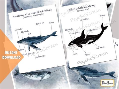 WHALE Unit Study Printable Whales Bundle Anatomy Posters - Etsy | Whale, Whale crafts, Study unit