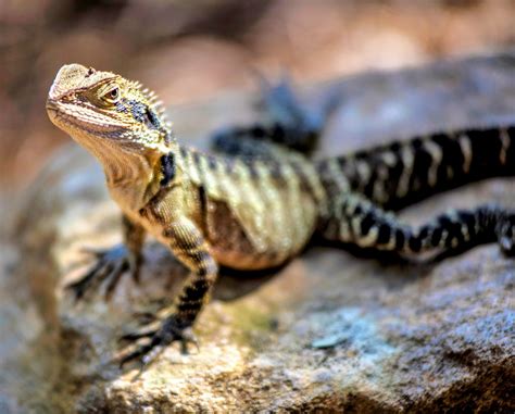 Scottish fossil sheds light on early lizard anatomy - Earth.com