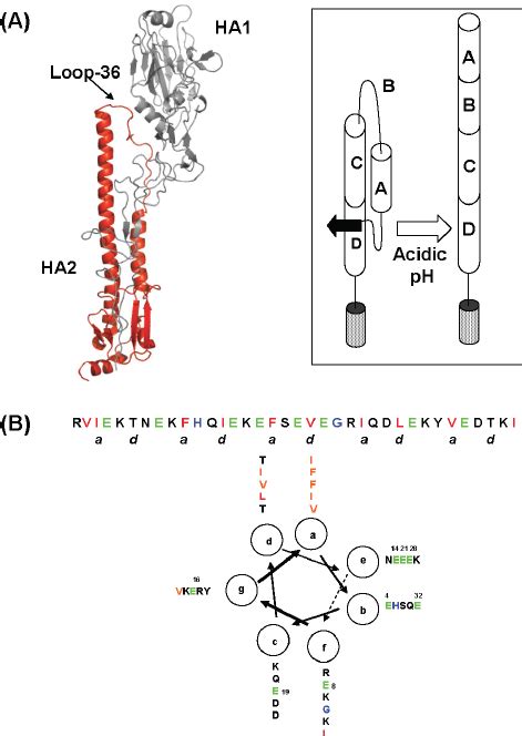 ( A ) Influenza virus HA fusion protein structure at pH 7.2 (left ...