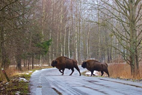 Białowieża Forest | Wild Poland