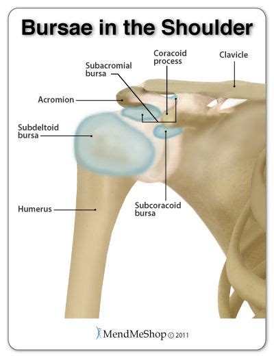 The 3 main bursae in the shoulder are the subacromial bursa, the subcoracoid bursa, and the ...